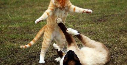 Dai da mangiare ai gatti? Devi tenere pulito