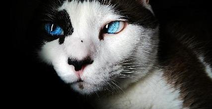 Il gatto e le donne