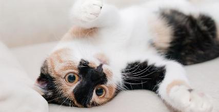 Alimenti e piante pericolose per i gatti